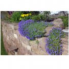Cascade Blue Rock Cress Aubrieta Hybrida Superbissima 150 US Seeds