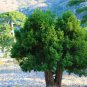 One Juniper Sacred Tree Juniperus monosperma Medicinal 5 US Seed Evergreen