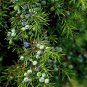 One Juniper Sacred Tree Juniperus monosperma Medicinal 5 US Seed Evergreen