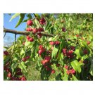 10 US seeds Spindleberry Tree Euonymus europaeus