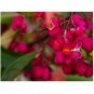 10 US seeds Spindleberry Tree Euonymus europaeus