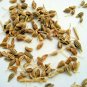 Anise Herb Pimpinella Anisum 150 US Seeds