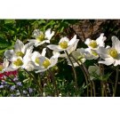 ANEMONE WHITE PASQUE 30 US Seeds Flower Pulsatilla Vulgaris Perennial