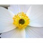 ANEMONE WHITE PASQUE 30 US Seeds Flower Pulsatilla Vulgaris Perennial