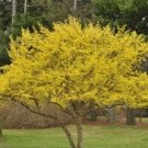 40 US seeds Organic Cornelian Cherry Heirloom NON GMO