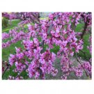10 US seeds Avondale Redbud Tree Cercis chinensis indoor outdoor