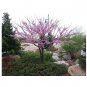10 US seeds Avondale Redbud Tree Cercis chinensis indoor outdoor