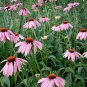 400 US Seed Echinacea Purpurea Purple Coneflower Perennial Medicinal Herb Flower