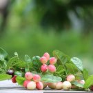 Rhamnus caroliniana Deciduous Indian Cherry Tree 10 US seeds
