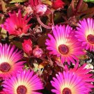 Dorotheanthus bellidiformis Ice plant succulent 50 US seeds