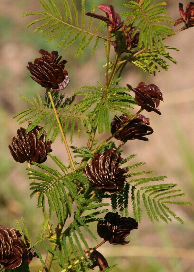 100 US seeds Illinois Bundleflower Desmanthus illinoensis