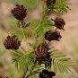 100 US seeds Illinois Bundleflower Desmanthus illinoensis