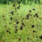 100 US seeds Illinois Bundleflower Desmanthus illinoensis