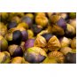 Physalis ixocarpa Purple Tomatillo Heirloom NON GMO 25 US seeds