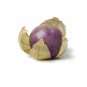 Physalis ixocarpa Purple Tomatillo Heirloom NON GMO 25 US seeds