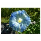 FLYING SAUCERS Morning Glory 50 US Seeds Heirloom Vine w Tricolor Blue Flower