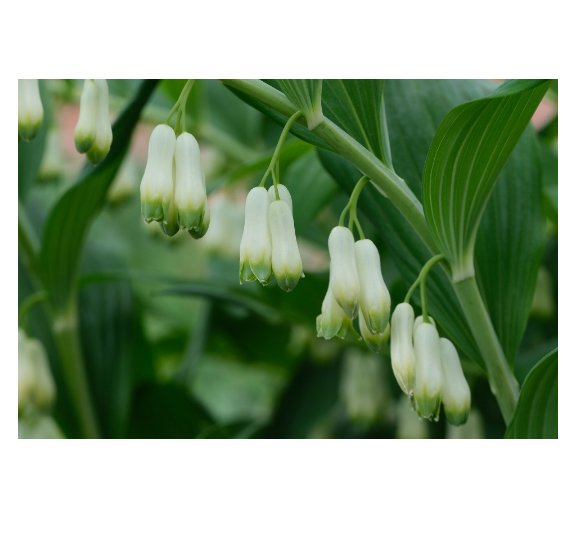 10 US seeds Solomons Seal Polygonatum bi florum NON GMO Heirloom