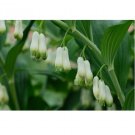 10 US seeds Solomons Seal Polygonatum bi florum NON GMO Heirloom