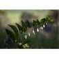 10 US seeds Solomons Seal Polygonatum bi florum NON GMO Heirloom