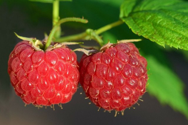 Rubus idaeus Red Raspberry 50 US seeds