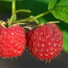 Rubus idaeus Red Raspberry 50 US seeds
