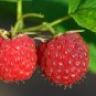 Rubus idaeus Red Raspberry 50 US seeds