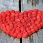 Rubus idaeus Red Raspberry 50 US seeds