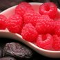 Rubus idaeus Red Raspberry 50 US seeds