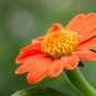 50 US seeds Torch Tithonia rotundifolia Mexican sunflower