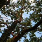 Hovenia dulcis Japanese Raisin Tree 10 US seeds