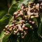 Hovenia dulcis Japanese Raisin Tree 10 US seeds