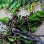 Hovenia dulcis Japanese Raisin Tree 10 US seeds