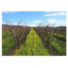 48000 US Seed White Mustard PURE Sinapis Alba