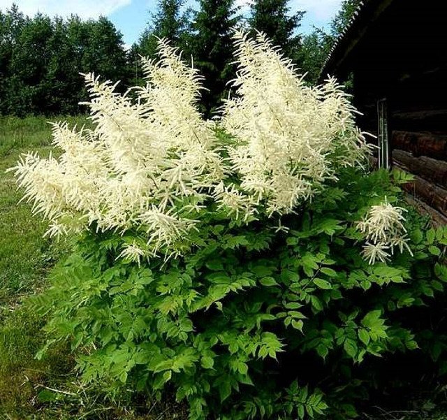 Aruncus dioicus Goats Beard Showy Plumes 100 US seeds