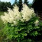 Aruncus dioicus Goats Beard Showy Plumes 100 US seeds