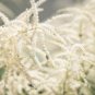 Aruncus dioicus Goats Beard Showy Plumes 100 US seeds