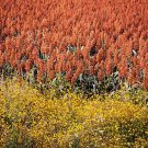 Waconia Rox Orange cane 100 US seeds