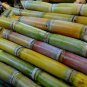 Waconia Rox Orange cane 100 US seeds