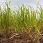 Waconia Rox Orange cane 100 US seeds