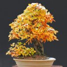 Quercus nigra Yellow Oak 10 US Seeds