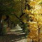 Quercus nigra Yellow Oak 10 US Seeds