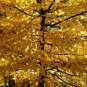 Quercus nigra Yellow Oak 10 US Seeds