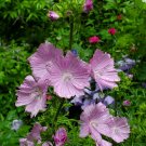 25 US seeds Hibiscus Moscheutos Rose Mallow