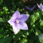 Platycodon grandiflorus Balloon Flower Toraji 50 US seeds