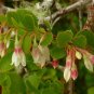 15 US seeds Sparkleberry Tree Vaccinium arboreum