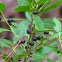 15 US seeds Sparkleberry Tree Vaccinium arboreum