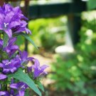 50 US seeds Giant Bellflower Campanula latifolia macrantha