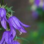 50 US seeds Giant Bellflower Campanula latifolia macrantha