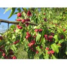 Euonymus europaeus Spindleberry Tree 10 US seeds