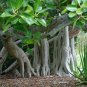 Ficus benghalensis Banyan Fig 50 US seeds